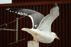 Larus michahellis