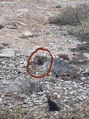 Geospiza conirostris