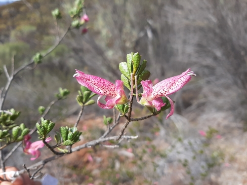 Image of Eremophila purpurascens by (c) Tim Hammer, some rights reserved (CC BY)