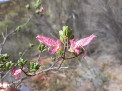 (c) T. Hammer, some rights reserved (CC BY) Eremophila purpurascens, photograph (c) T. Hammer, some rights reserved (CC BY)