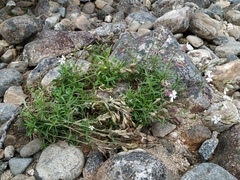 Silene repens