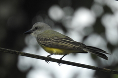 Tyrannus melancholicus image