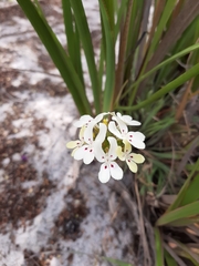 Stylidium crossocephalum