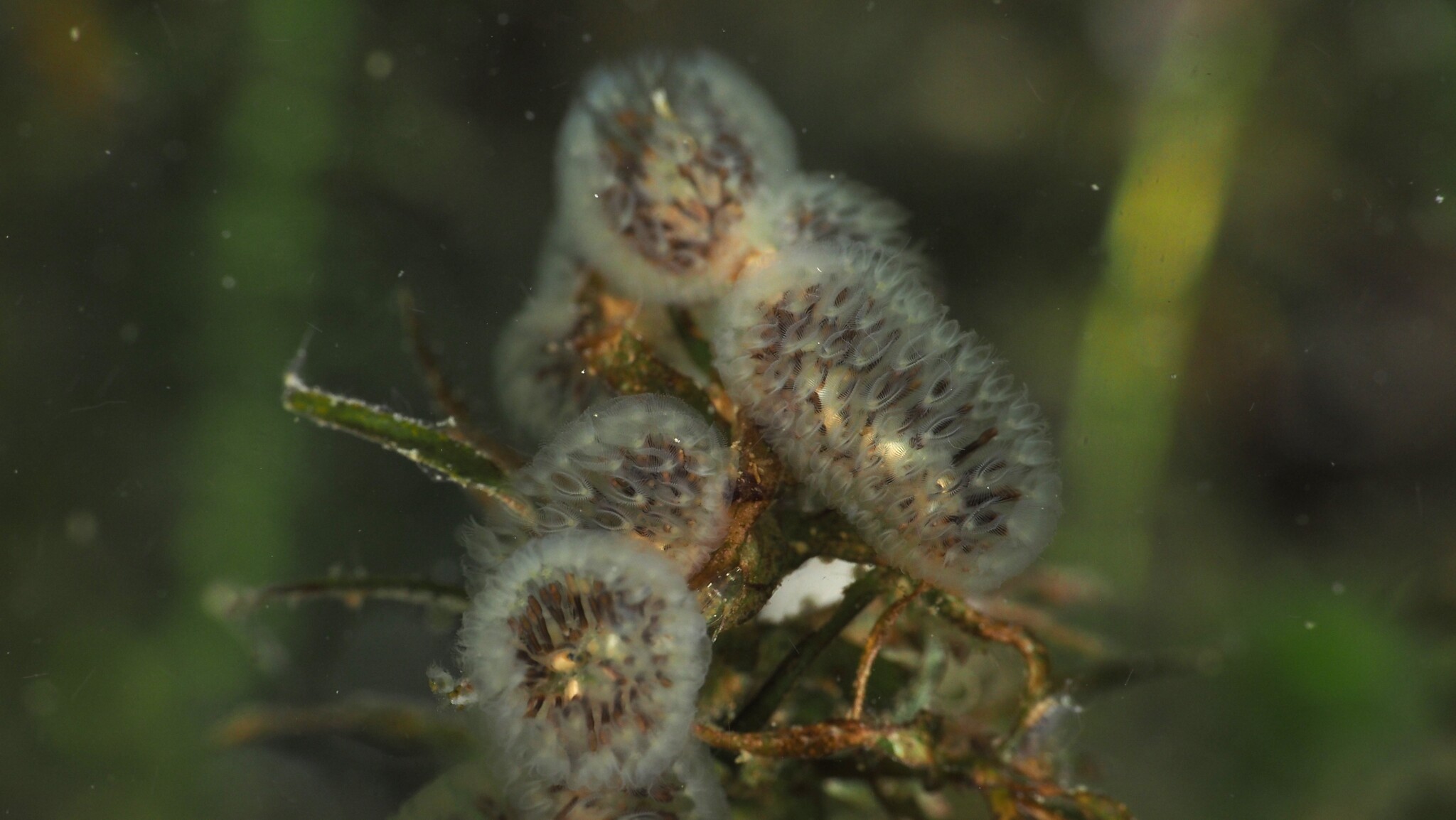 Cristatella mucedo Cuvier, 1798