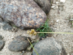 Carex pallida