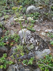 Ostericum maximowiczii