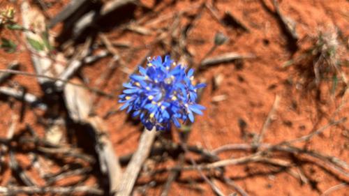 blue pincushion