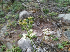 Ostericum maximowiczii
