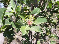 Banksia ilicifolia