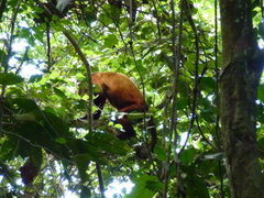 Alouatta macconnelli