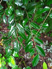 Elaeagnaceae