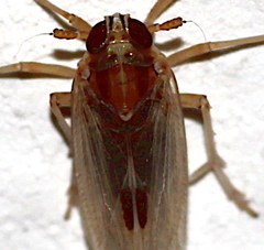 Delphacodes