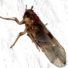 Delphacodes