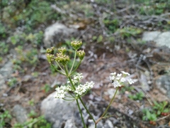 Ostericum maximowiczii