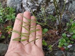 Ostericum maximowiczii