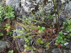 Ostericum maximowiczii