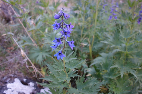 Delphinium dubium, photograph 6