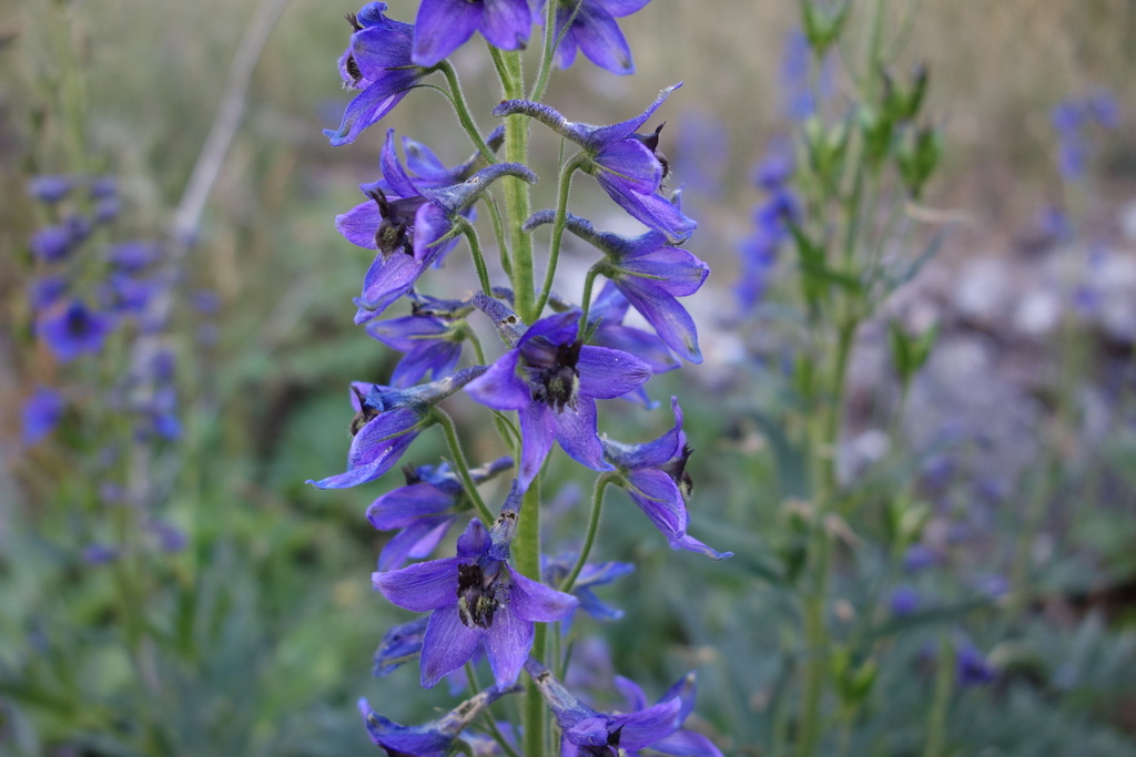 Delphinium dubium; photograph (c) Clément Maouche, some rights reserved (CC BY)