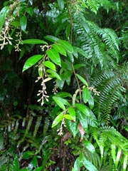 Decaneuropsis gratiosa