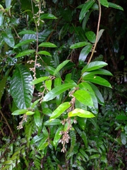 Decaneuropsis gratiosa