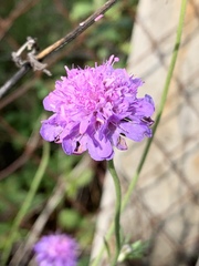 Dipsacoideae