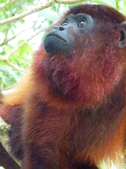 Alouatta macconnelli