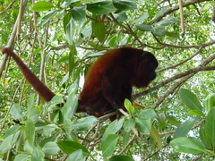 Alouatta macconnelli