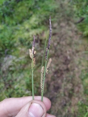 Carex appendiculata