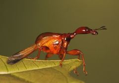 Trachelophorus