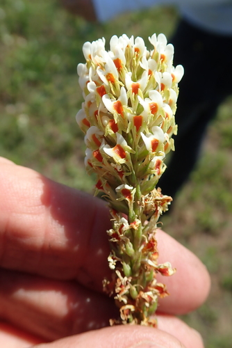Image of Hebenstretia comosa by no rights reserved