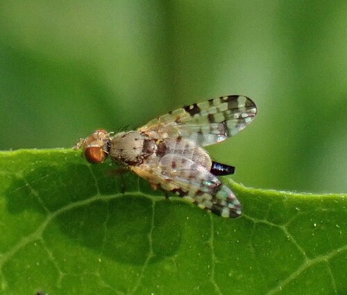Campiglossa ignobilis