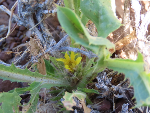 Spiny Vomitdaisy (Geigeria spinosa)