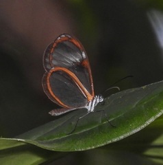 Pteronymia alissa alissa