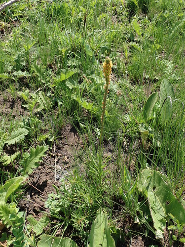 Image of Hebenstretia comosa by no rights reserved