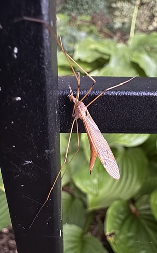 Unknown species found near Hardick Dr, Sarnia, ON, CA