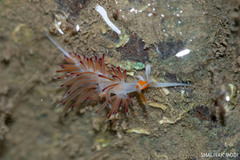 Cratena pawarshindeorum