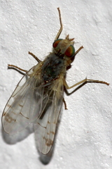 Acanthiophilus helianthi