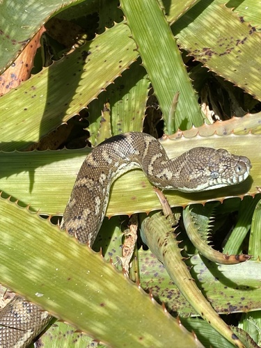 Coastal Carpet Python sighting