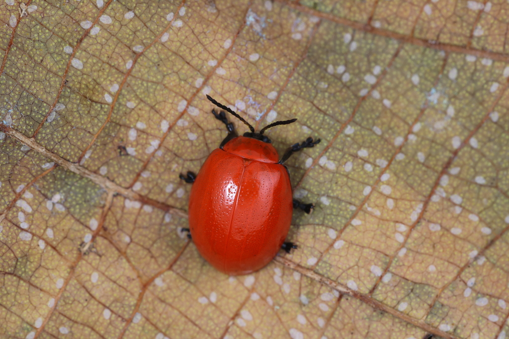 Oides Sp Oides livida from 中国云南省普洱市思茅区 on July 7, 2023 at 11:05 AM by 昆虫学liuye ...