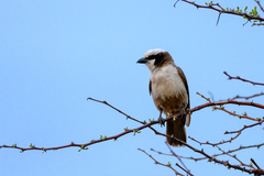 Eurocephalus anguitimens
