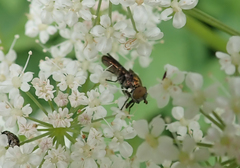 Riponnensia splendens
