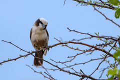 Eurocephalus anguitimens