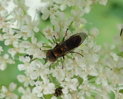 Riponnensia splendens