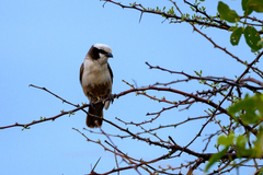 Eurocephalus anguitimens