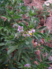 Solanum radicans