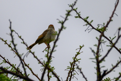 Cisticola chiniana