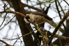Eurocephalus anguitimens
