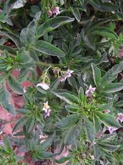 Solanum radicans