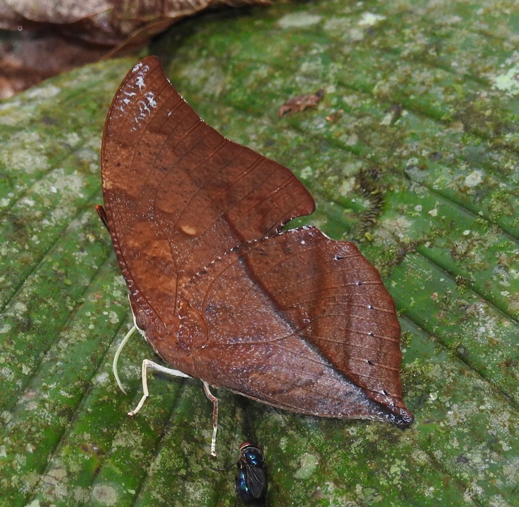 Zaretis mirandahenrichae