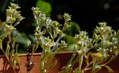 Helichrysum leontonyx